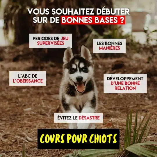 cours maternelle socialisation chiot trois-rivières