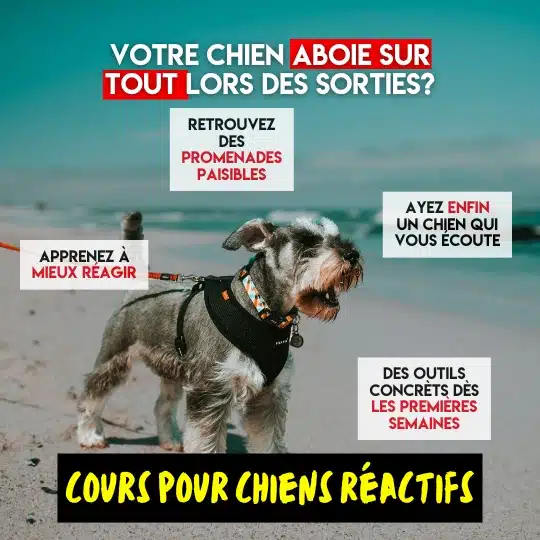 cours en groupe shawinigan education canine