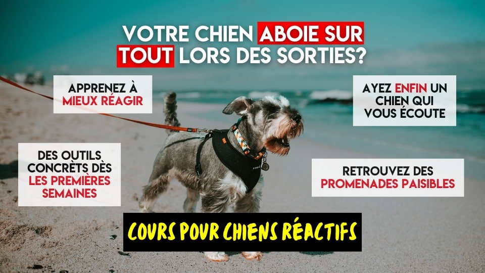 entraineur canin shawinigan chien agressif