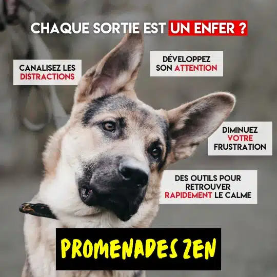cours pour chien qui tire en laisse trois-rivières