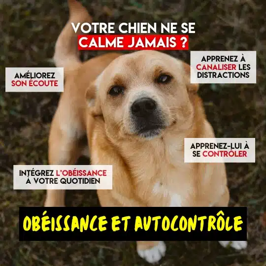 cours obéissance pour chiens et chiots à shawinigan