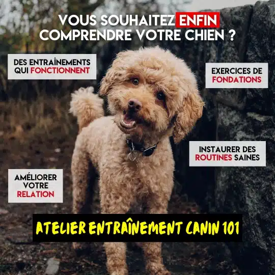cours de base éducation canine en mauricie
