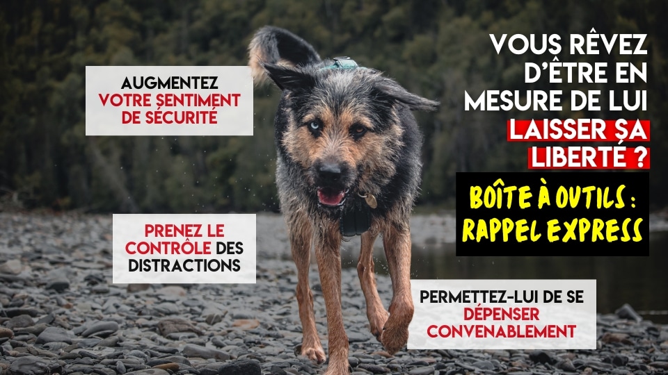 entraînement canin au rappel, mauricie, shawinigan