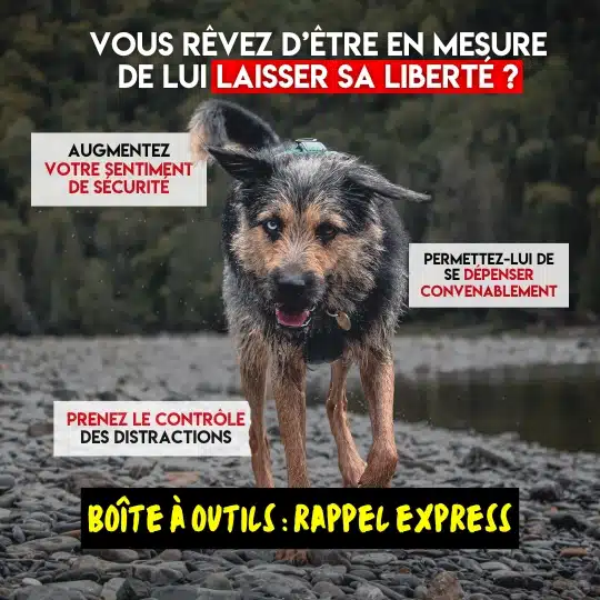 dresser son chien au rappel cours de groupe