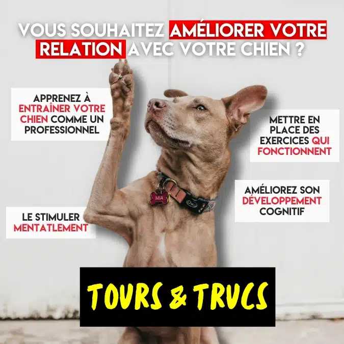 Tous nos cors en groupe pour chiens et chiots en mauricie