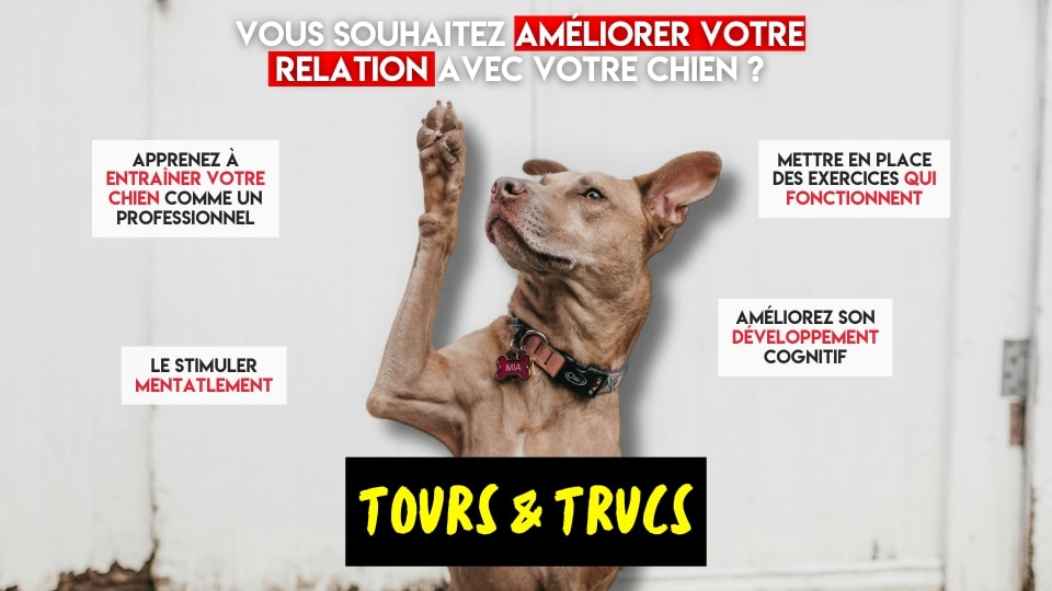 cours de dressage pour chien en Mauricie