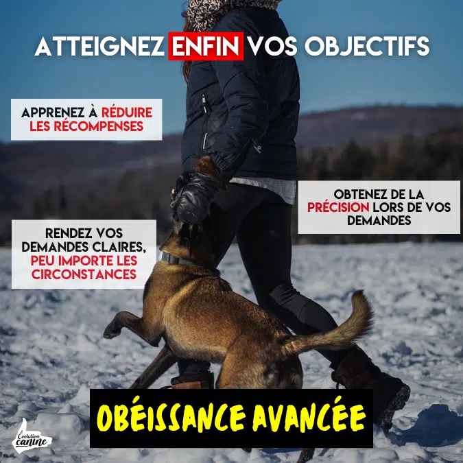 dresser son chien obéissance avancée