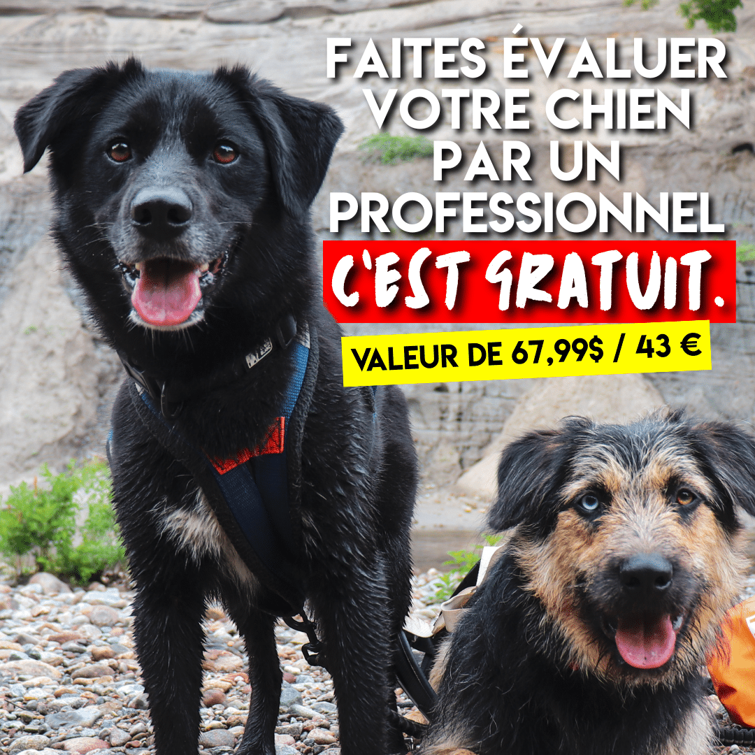 NOUVEAU visuel Plein gaz