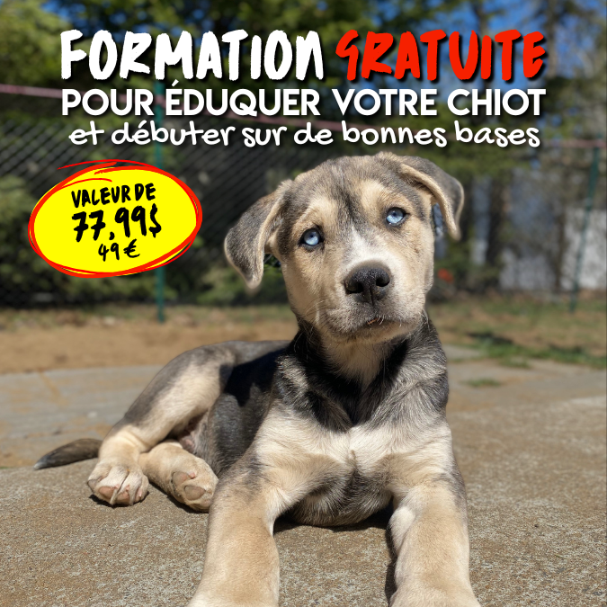 chiot qui mordille, qui n'écoute pas, qui pleure