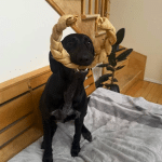 Nova, chiot du cours de maternelle à Shawinigan