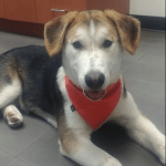 Chien de Julie, cours de maternelle et d'obéissance en Mauricie