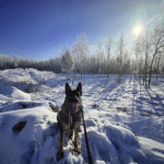 Hinata, berger allemand du cours pour chien réactif à Shawinigan