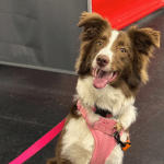 Border collie de Matthew, cours pour chien réactif en Mauricie