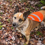 Lou, chienne du cours pour chien réactif à Shawinigan en Mauricie
