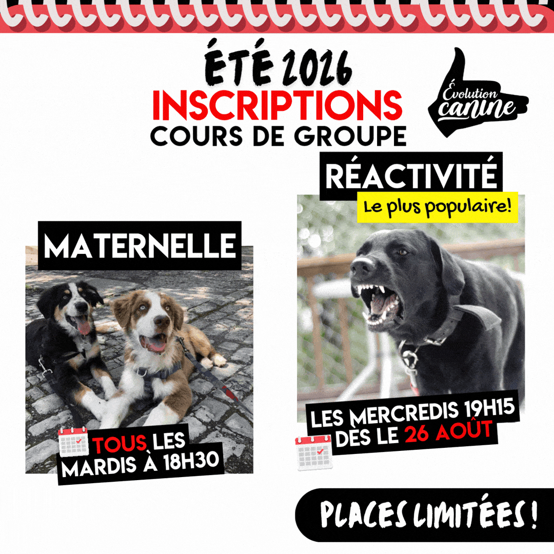 RS - Cours de groupe - Centre Évolution Canine - Shawinigan (Publication Instagram)