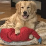 Jacynthe Dupont, cliente du cours Focus et Fondations pour chien en Mauricie
