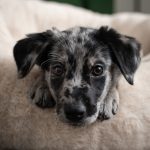 Jilû Bouchard, cliente du cours Focus et Fondations pour chien à Shawinigan