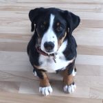 Luc Gélinas, client du cours d'obéissance pour chien en Mauricie
