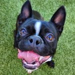 Mélanie Vincent, cliente du cours d'obéissance pour chien à Shawinigan