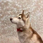 Queen et son husky, cours d'obéissance pour chien en Mauricie